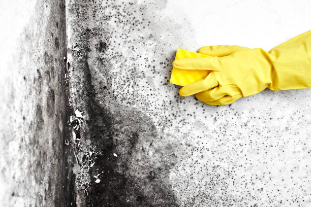 Best Mold Prevention Services  in Celoron, NY